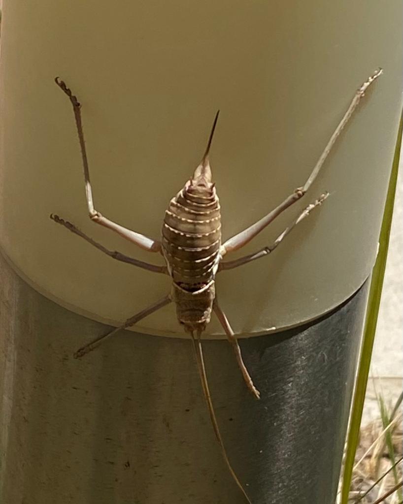 Grillo? No, Bradyporidae: Uromenus elegans, femmina